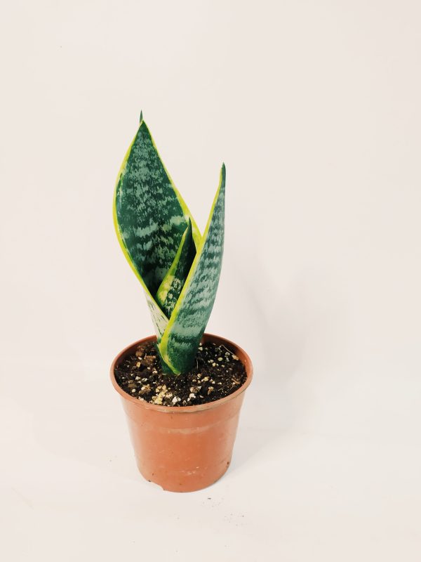 Sansevieria Trifasciata Futura Superba Chica - Image 2