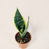 Sansevieria Trifasciata Futura Superba Chica - Image 3