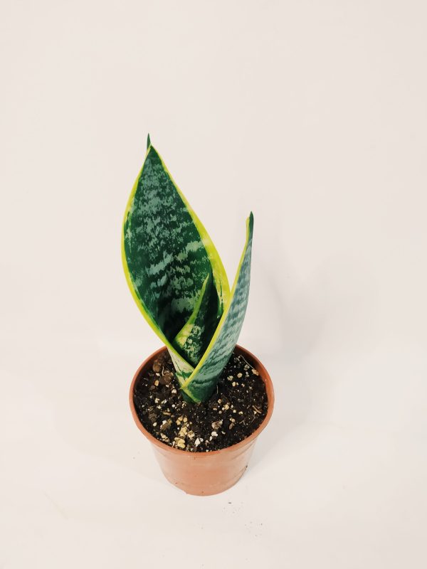 Sansevieria Trifasciata Futura Superba Chica - Image 3