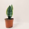 Sansevieria Trifasciata Futura Superba Chica