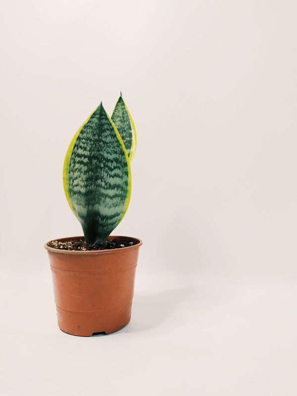 Sansevieria Trifasciata Futura Superba Chica