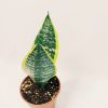 Sansevieria Trifasciata Futura Superba Chica - Image 5