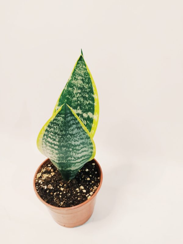 Sansevieria Trifasciata Futura Superba Chica - Image 5
