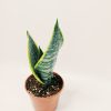Sansevieria Trifasciata Futura Superba Chica - Image 6