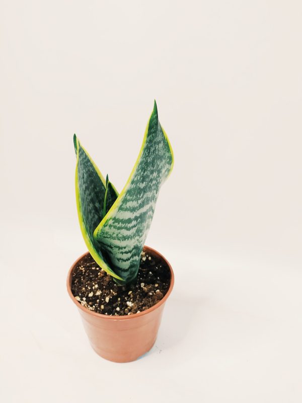 Sansevieria Trifasciata Futura Superba Chica - Image 6