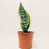 Sansevieria Trifasciata Futura Superba Chica - Image 4