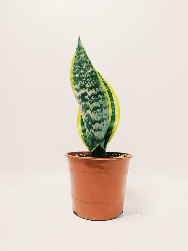 Sansevieria Trifasciata Futura Superba Chica - Image 4