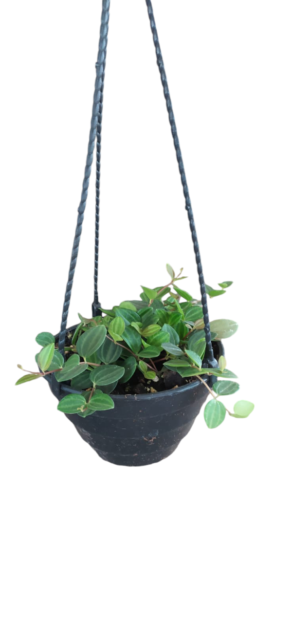 Peperomia Hope Chica - Image 2