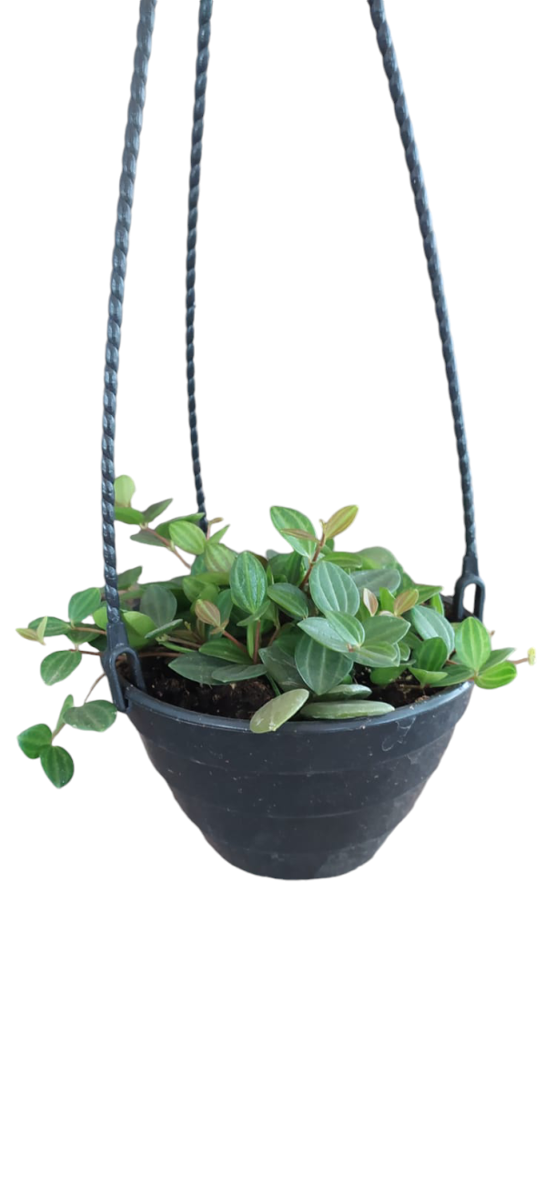 Peperomia Hope Chica - Image 3