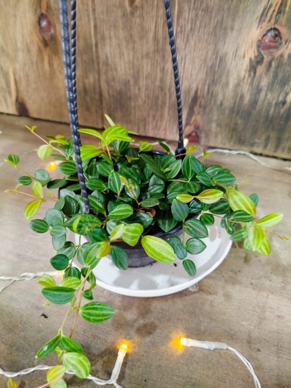 Peperomia Hope Chica - Image 7