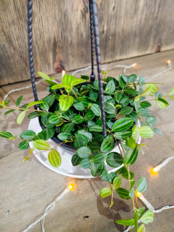 Peperomia Hope Chica