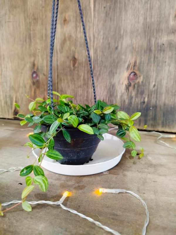 Peperomia Hope Chica - Image 6