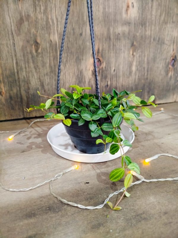 Peperomia Hope Chica - Image 4