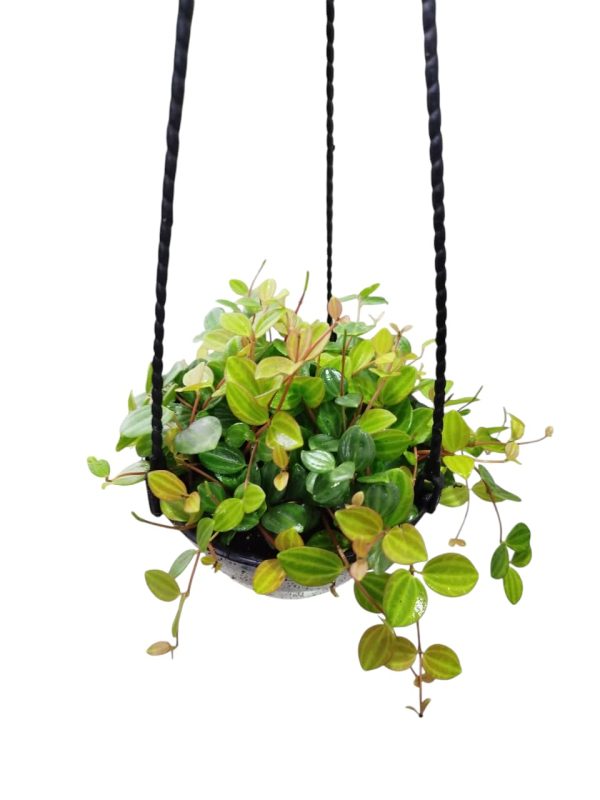 El Toque Verde Que Buscas: Peperomia Hope - Image 2