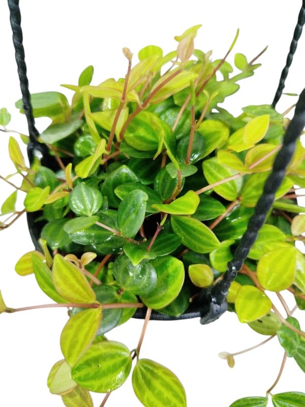 El Toque Verde Que Buscas: Peperomia Hope - Image 3