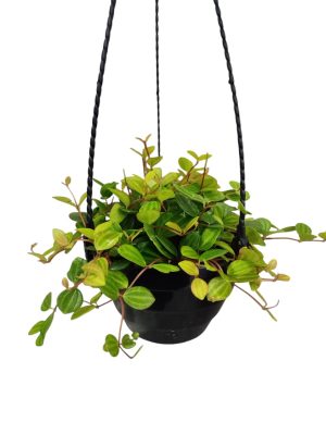 El Toque Verde Que Buscas: Peperomia Hope