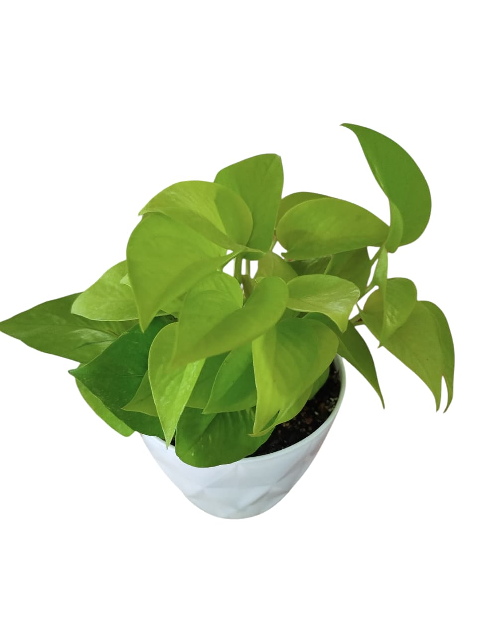 POTUS LEMON S: El Toque de Sol que Tu Hogar Necesita - Image 2