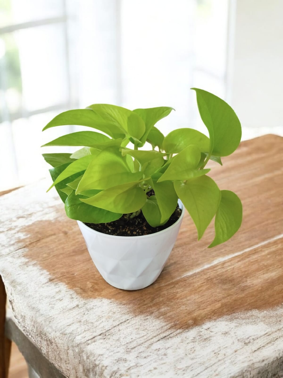 POTUS LEMON S: El Toque de Sol que Tu Hogar Necesita - Image 3