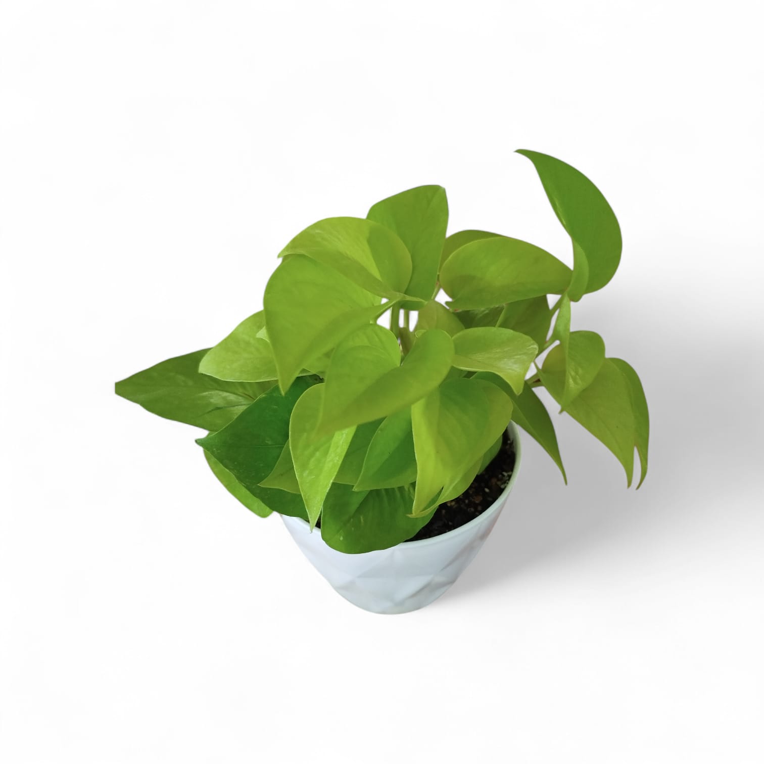 POTUS LEMON S: El Toque de Sol que Tu Hogar Necesita - Image 4