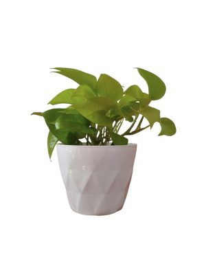 POTUS LEMON S: El Toque de Sol que Tu Hogar Necesita