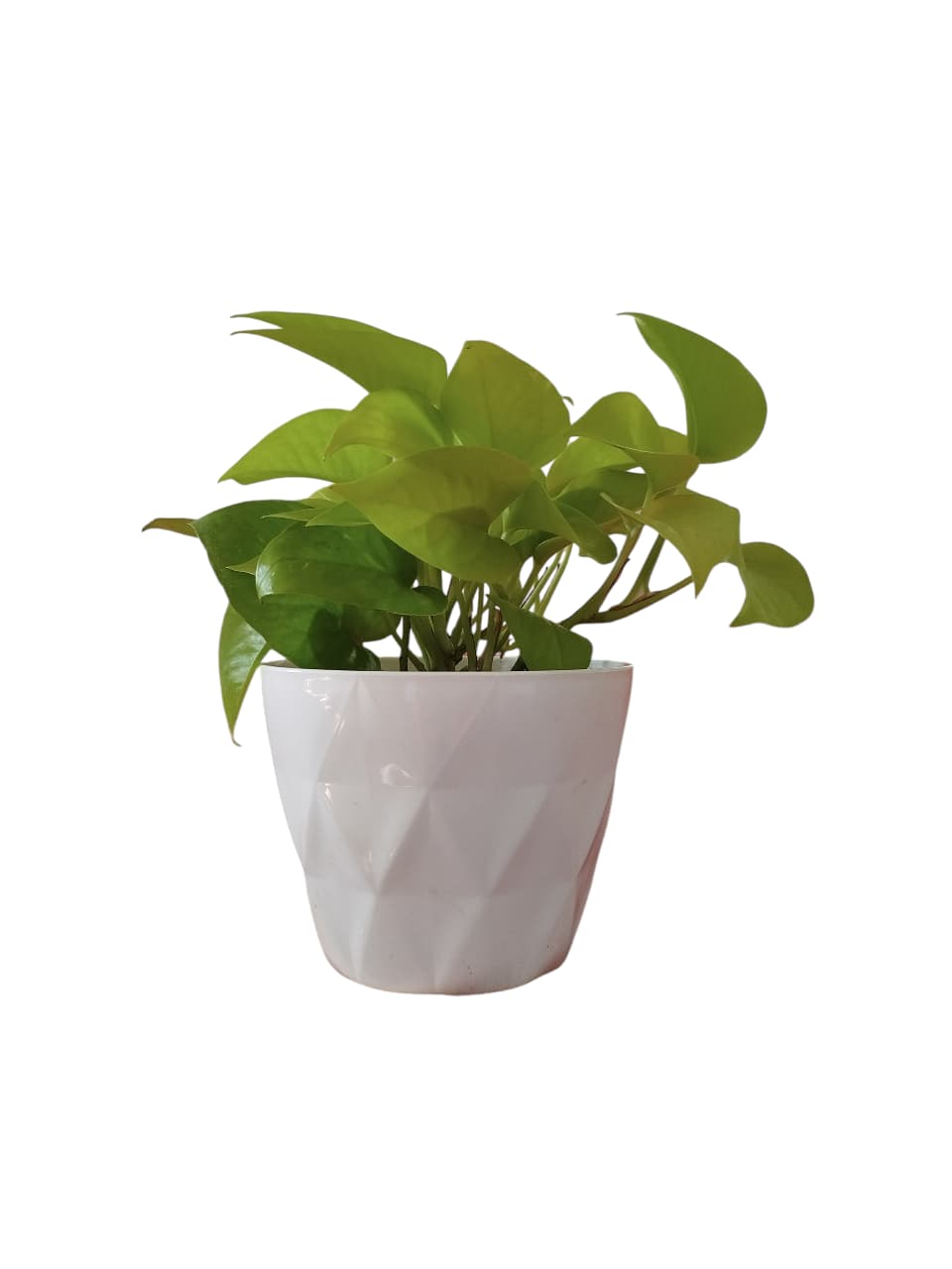 POTUS LEMON S: El Toque de Sol que Tu Hogar Necesita