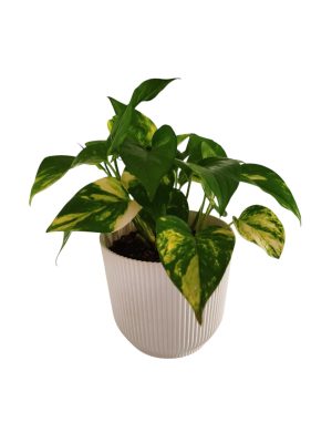 ¡El Potus: Tu Compañero Verde para un Hogar con Estilo y Aire Puro! 🌱✨