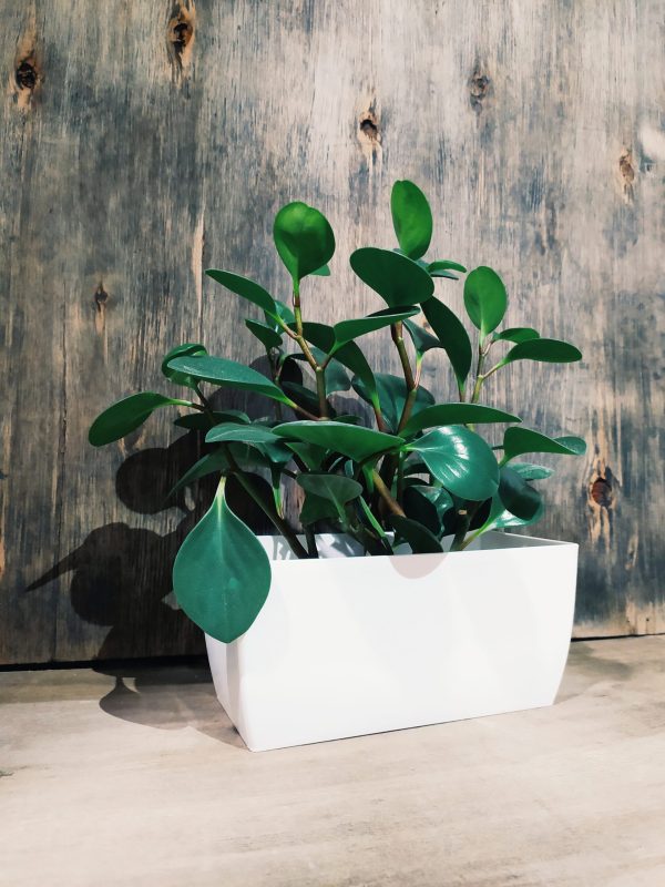 Jardinera Premium T.A. Plastic N°25 Blanca - Image 2