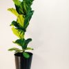 Ficus Lyrata Mediano - Image 2