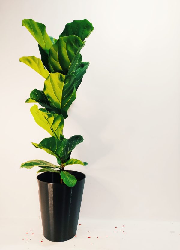 Ficus Lyrata Mediano - Image 2