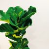 Ficus Lyrata Mediano - Image 3