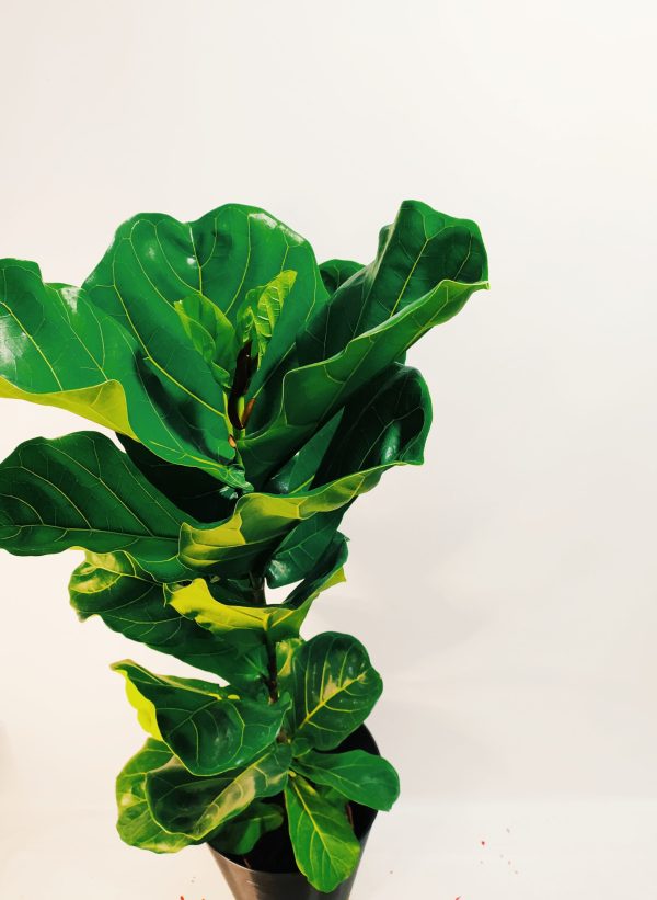 Ficus Lyrata Mediano - Image 3