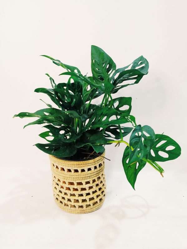 Monstera Adansonii "S" - Image 7