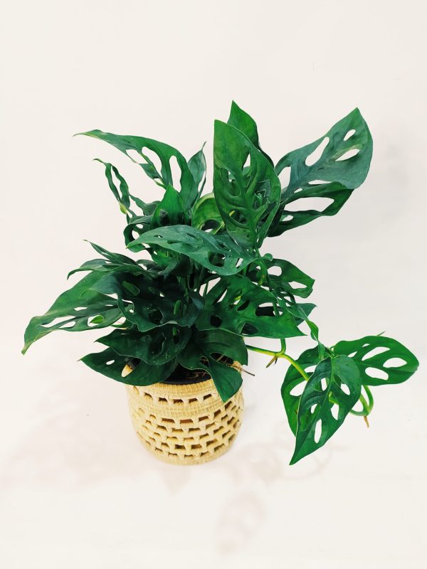 Monstera Adansonii "S" - Image 6