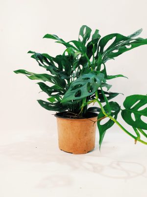 Monstera Adansonii "S"