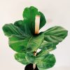 Ficus Lyrata Mediano - Image 7