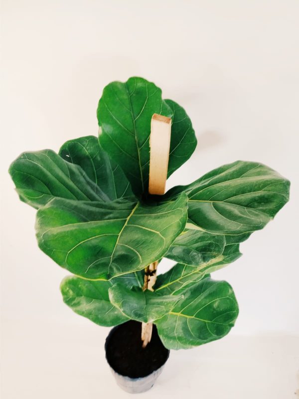 Ficus Lyrata Mediano - Image 7