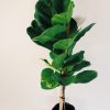 Ficus Lyrata Mediano - Image 6