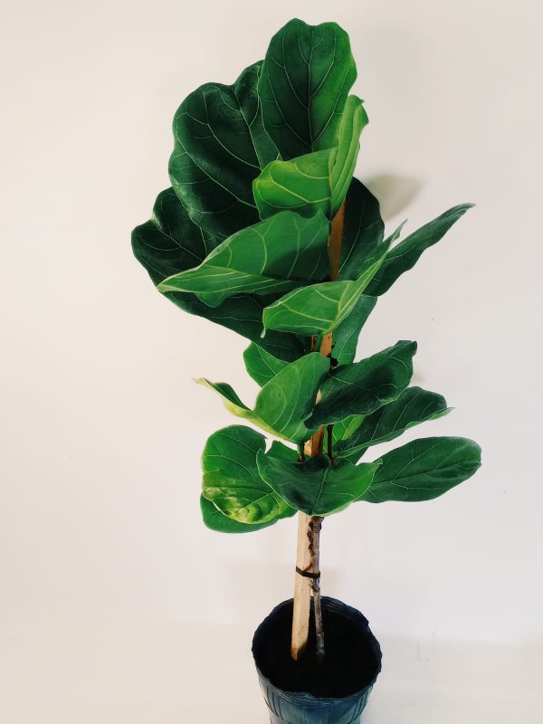 Ficus Lyrata Mediano - Image 6