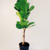 Ficus Lyrata Mediano