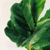 Ficus Lyrata Mediano - Image 5
