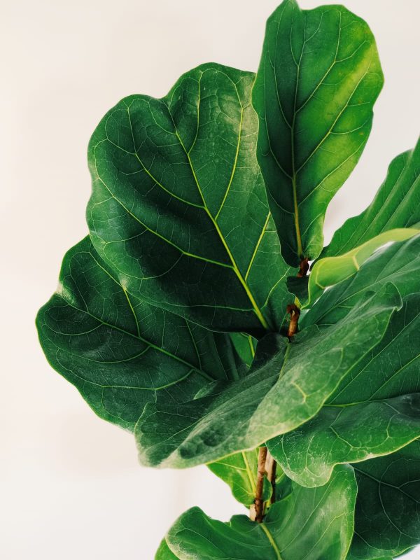 Ficus Lyrata Mediano - Image 5
