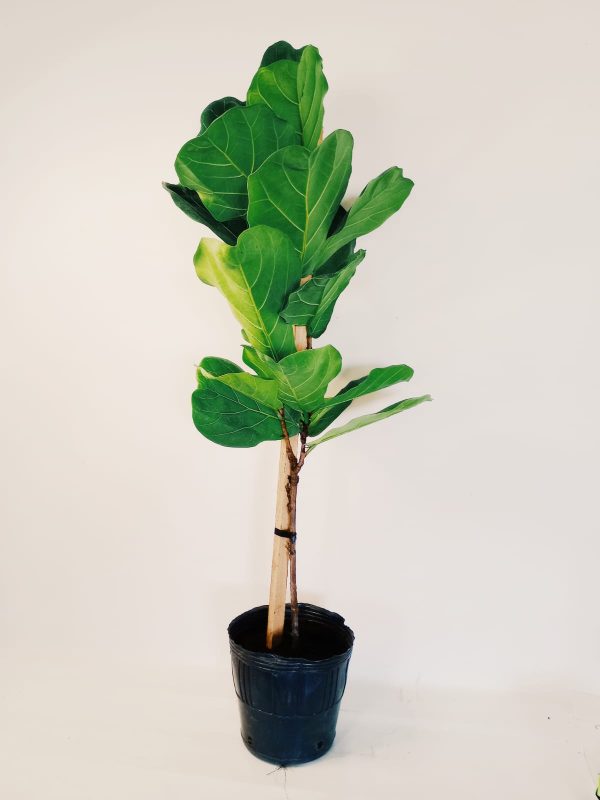 Ficus Lyrata Mediano
