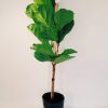 Ficus Lyrata Mediano - Image 4