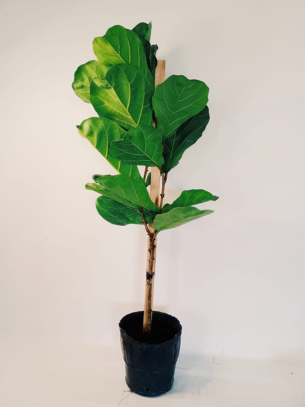 Ficus Lyrata Mediano - Image 4