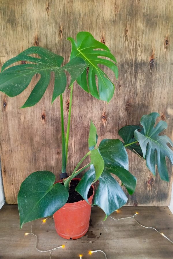Monstera Deliciosa "M" - Image 3