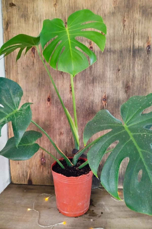 Monstera Deliciosa "M" - Image 2