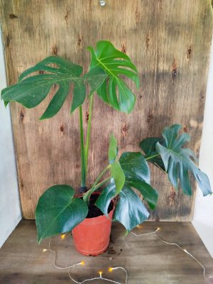 Monstera Deliciosa "M"