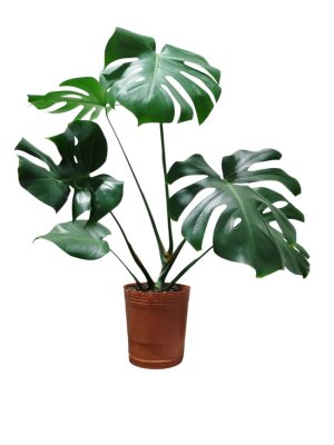 Monstera Deliciosa "M"