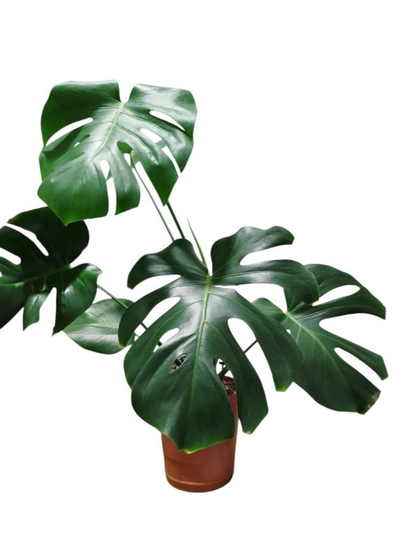 Monstera Deliciosa "M" - Image 3