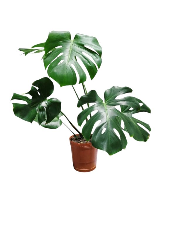 Monstera Deliciosa "M" - Image 2
